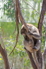 The Koala bear on the tree  