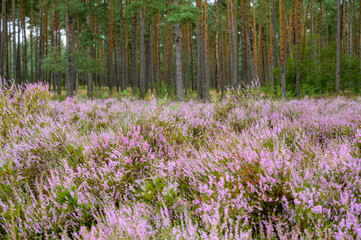 Blühende Besenheide in der Lüneburger Heide