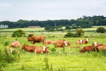 Naklejka na ściany i meble Cattle grazing on the marshes in Holkham