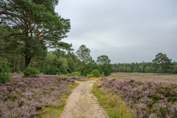 Blühende Besenheide in der Lüneburger Heide