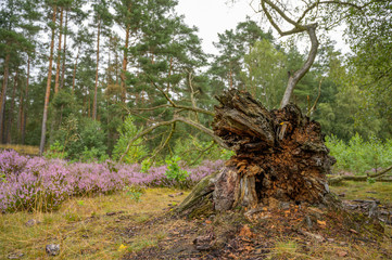 Blühende Besenheide in der Lüneburger Heide