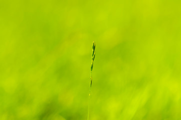 Closeup of a blade of grass on green background