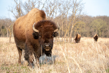 Bison / Buffalo looking at camera