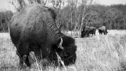 Bison / Buffalo side grazing in field (black & white) © Brenton