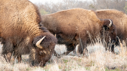 Bison / Buffalo in Field