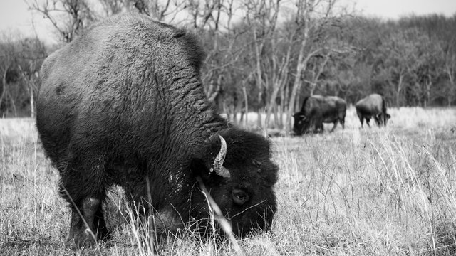 Bison / Buffalo side grazing in field (black & white)
