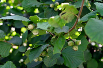 Ripening hazelnut fruits on a tree.