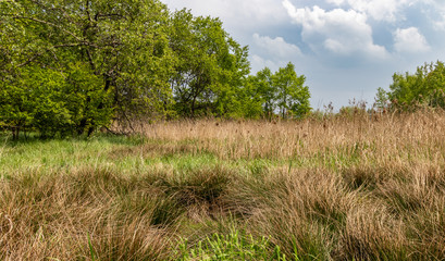 Obraz premium Nature Reserve, Krakow - Podgorze, Poland