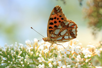 Kleiner Perlmuttfalter
