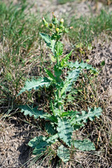 Blooming green thistle in nature.