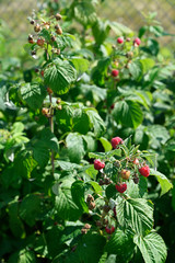 Ripe red raspberry on plant.