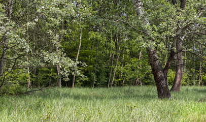 Obraz premium Nature Reserve, Krakow - Podgorze, Poland