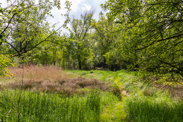Obraz premium Nature Reserve, Krakow - Podgorze, Poland