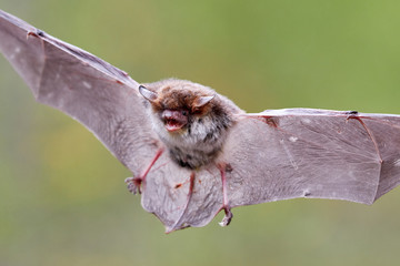 Zwergfledermaus in Flughaltung und Nahaufnahme