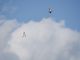 Barn Swallows (Hirundo rustica), flying in the clouds