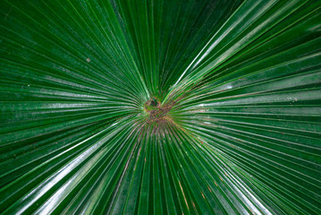 Big green leaf of palm tree close up