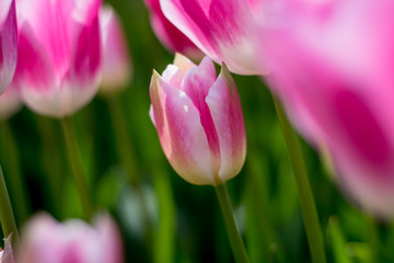 pink tulip on green background