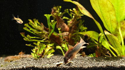 Corydoras - featherfish - fish living at the bottom.