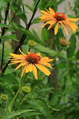 Echinacea