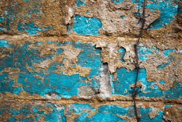 Blue old brick wall with vine and dry eyelids.