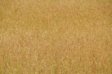 golden wheat field