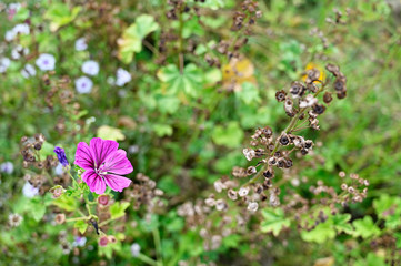 Pink mallow flower and seeds on stems.
