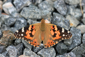 Distelfalter
