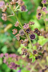 Mallow seeds on plant in nature.