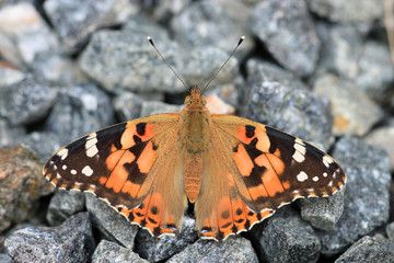Distelfalter