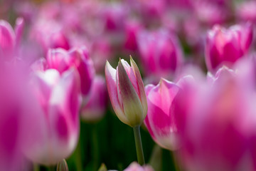 Fototapeta na wymiar pink tulips in the garden