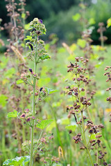 Mallow seeds on plant in nature.