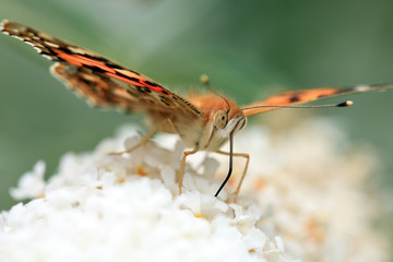 Distelfalter
