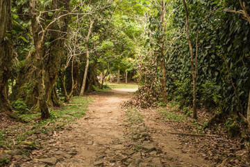 The Pirate's Alley in Mae Island. Seyshelles