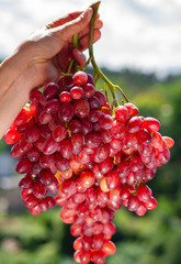 .beautiful bunch of ripe wine grapes