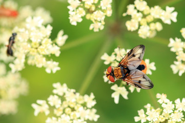 Breitflüflige Raupenfliege