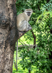 Monkey in Tree