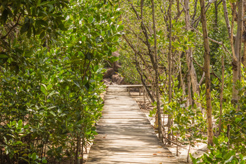 Fototapeta na wymiar Path to the beach through mangrove forest