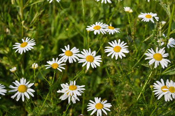 Group of blooming daisies on a green meadow. Garden background.