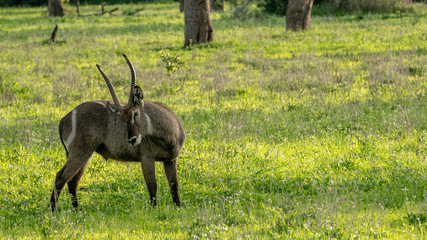 Water buck (waterbuck) Itching in grass