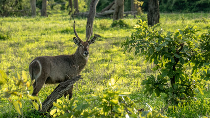 Water buck (Waterbuck) Looking towards camera