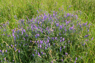 Fototapeta premium Wild elegant plants and herbs of the forest meadow. Grass mouse peas with blue purple flowers.