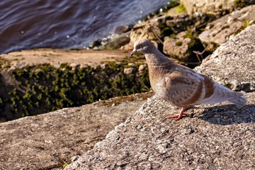 pigeon on the beach