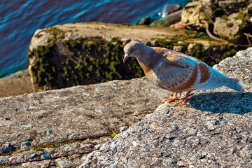 bird on the beach