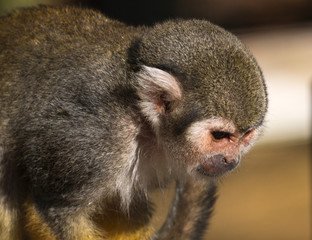 Obraz premium Saïmiri