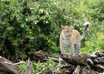 Leopard climbing on Tree, African Safari