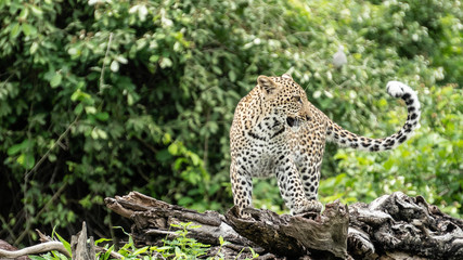 Naklejka na ściany i meble Leopard climbing on Tree, African Safari