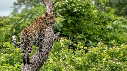 Leopard climbing on Tree, African Safari