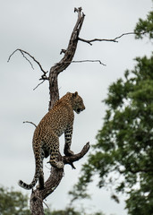 Leopard climbing on Tree, African Safari