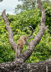 Leopard climbing down tree