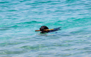 Dog playing with stick in the sea